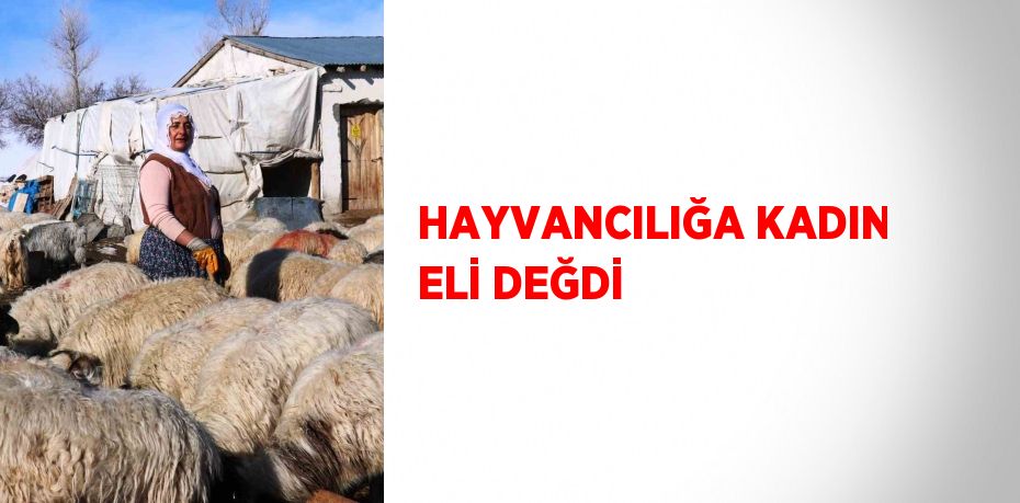 HAYVANCILIĞA KADIN ELİ DEĞDİ