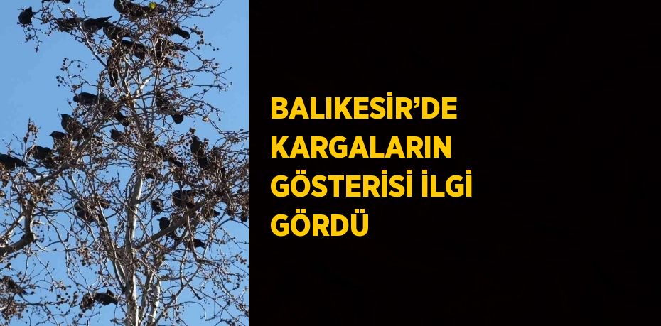 BALIKESİR’DE KARGALARIN GÖSTERİSİ İLGİ GÖRDÜ