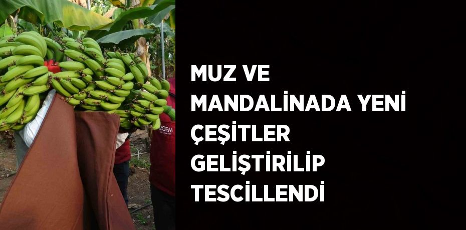 MUZ VE MANDALİNADA YENİ ÇEŞİTLER GELİŞTİRİLİP TESCİLLENDİ