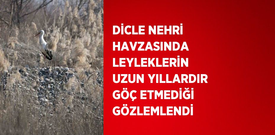 DİCLE NEHRİ HAVZASINDA LEYLEKLERİN UZUN YILLARDIR GÖÇ ETMEDİĞİ GÖZLEMLENDİ