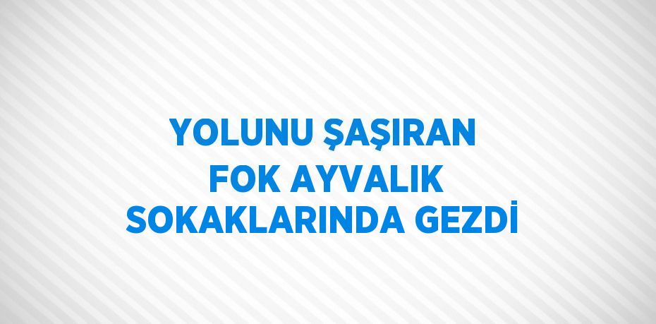 YOLUNU ŞAŞIRAN FOK AYVALIK SOKAKLARINDA GEZDİ