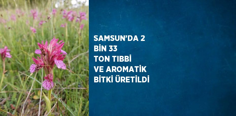 SAMSUN’DA 2 BİN 33 TON TIBBİ VE AROMATİK BİTKİ ÜRETİLDİ