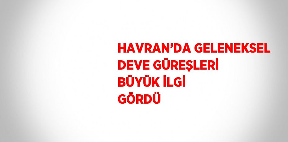 HAVRAN’DA GELENEKSEL DEVE GÜREŞLERİ BÜYÜK İLGİ GÖRDÜ