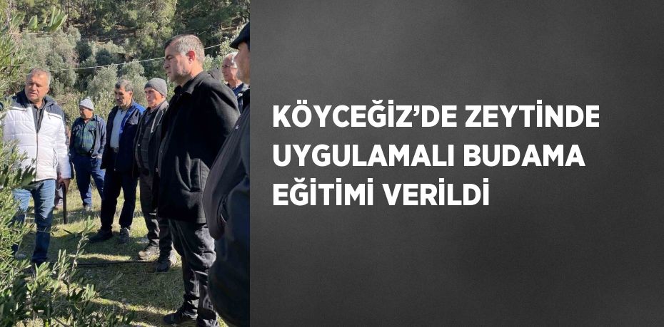 KÖYCEĞİZ’DE ZEYTİNDE UYGULAMALI BUDAMA EĞİTİMİ VERİLDİ