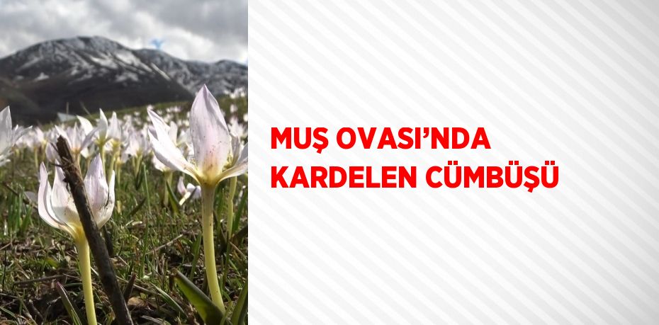 MUŞ OVASI’NDA KARDELEN CÜMBÜŞÜ