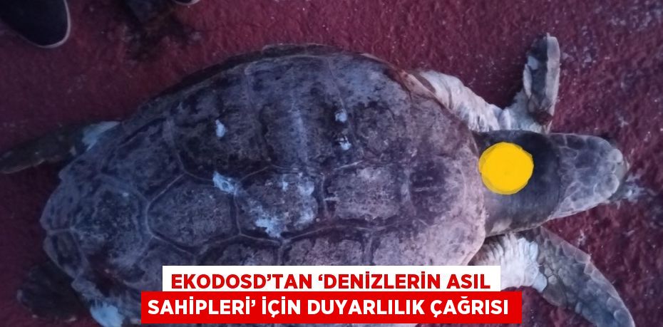 EKODOSD’TAN ‘DENİZLERİN ASIL SAHİPLERİ’ İÇİN DUYARLILIK ÇAĞRISI