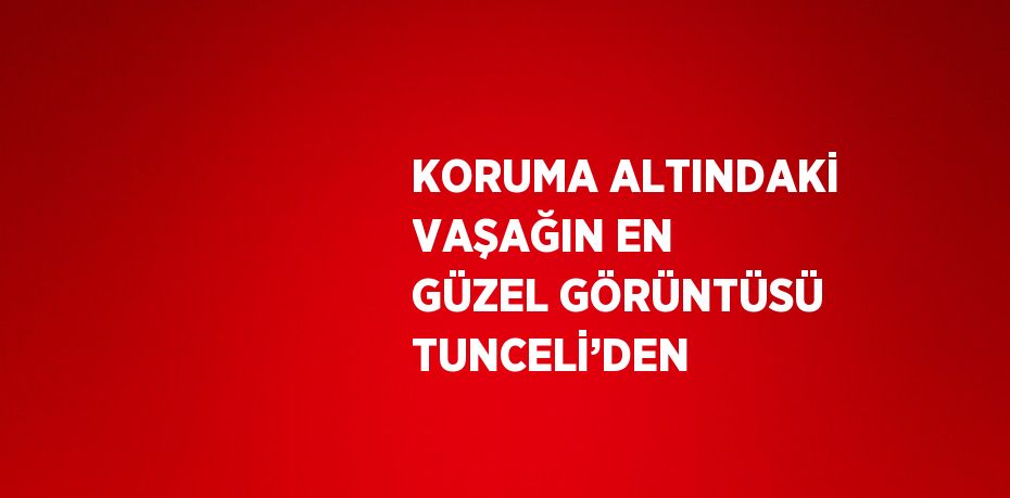 KORUMA ALTINDAKİ VAŞAĞIN EN GÜZEL GÖRÜNTÜSÜ TUNCELİ’DEN