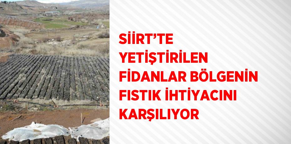 SİİRT’TE YETİŞTİRİLEN FİDANLAR BÖLGENİN FISTIK İHTİYACINI KARŞILIYOR