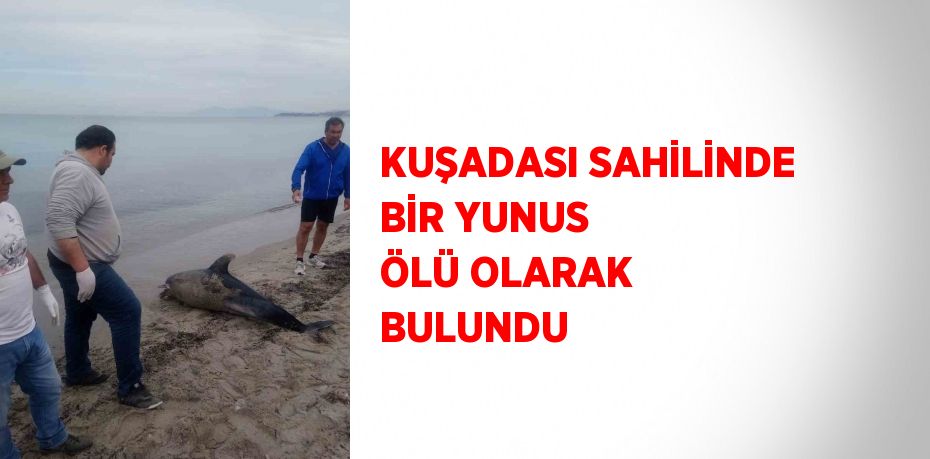 KUŞADASI SAHİLİNDE BİR YUNUS ÖLÜ OLARAK BULUNDU