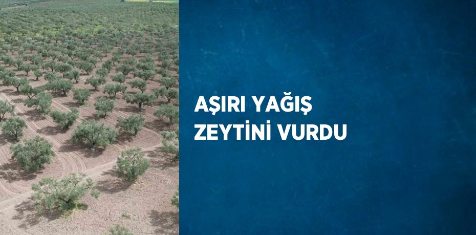 AŞIRI YAĞIŞ ZEYTİNİ VURDU