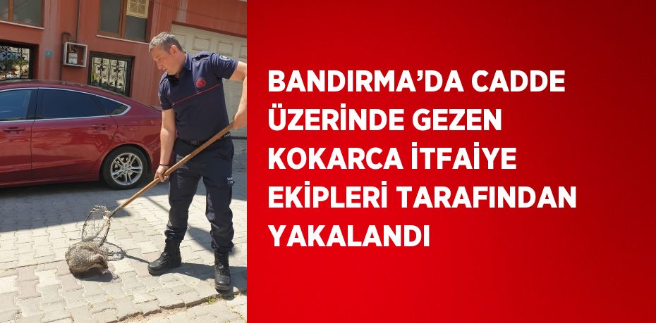 BANDIRMA’DA CADDE ÜZERİNDE GEZEN KOKARCA İTFAİYE EKİPLERİ TARAFINDAN YAKALANDI