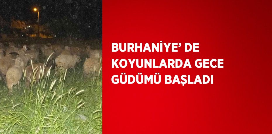 BURHANİYE’ DE KOYUNLARDA GECE GÜDÜMÜ BAŞLADI