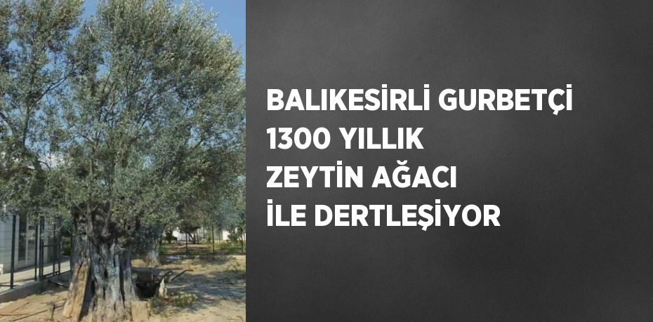BALIKESİRLİ GURBETÇİ 1300 YILLIK ZEYTİN AĞACI İLE DERTLEŞİYOR