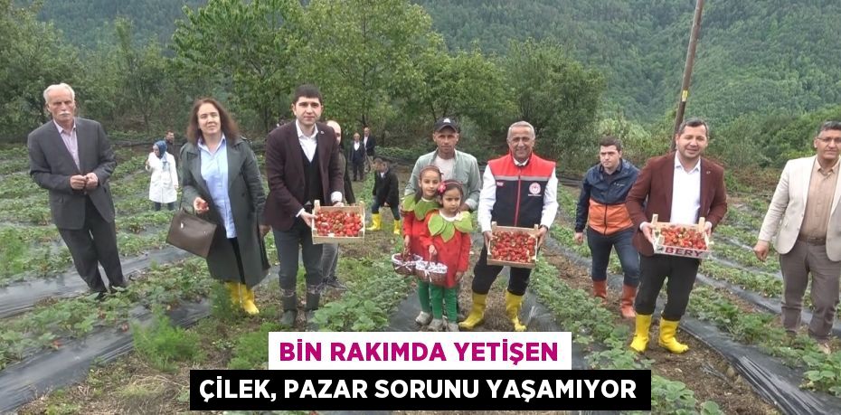 BİN RAKIMDA YETİŞEN ÇİLEK, PAZAR SORUNU YAŞAMIYOR