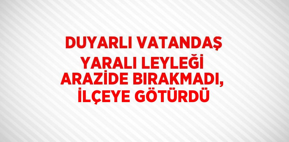 DUYARLI VATANDAŞ YARALI LEYLEĞİ ARAZİDE BIRAKMADI, İLÇEYE GÖTÜRDÜ