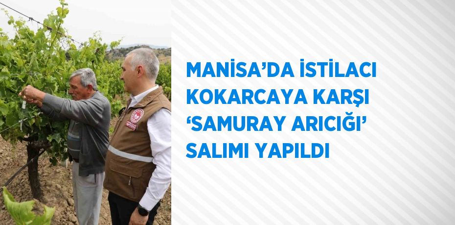 MANİSA’DA İSTİLACI KOKARCAYA KARŞI ‘SAMURAY ARICIĞI’ SALIMI YAPILDI