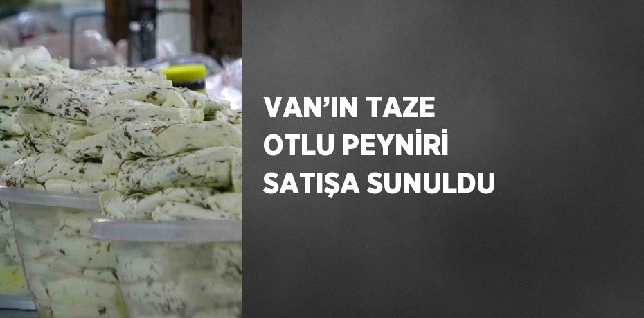 VAN’IN TAZE OTLU PEYNİRİ SATIŞA SUNULDU