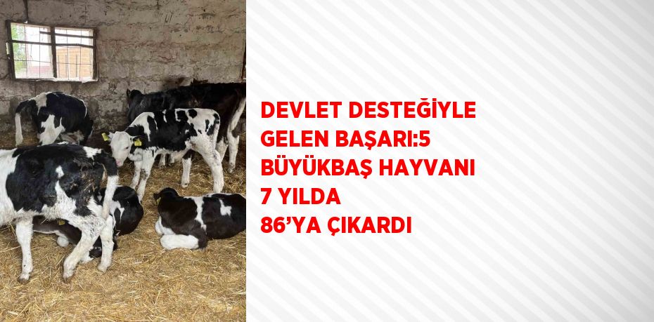 DEVLET DESTEĞİYLE GELEN BAŞARI:5 BÜYÜKBAŞ HAYVANI 7 YILDA 86’YA ÇIKARDI