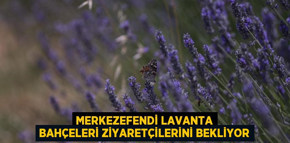 MERKEZEFENDİ LAVANTA BAHÇELERİ ZİYARETÇİLERİNİ BEKLİYOR