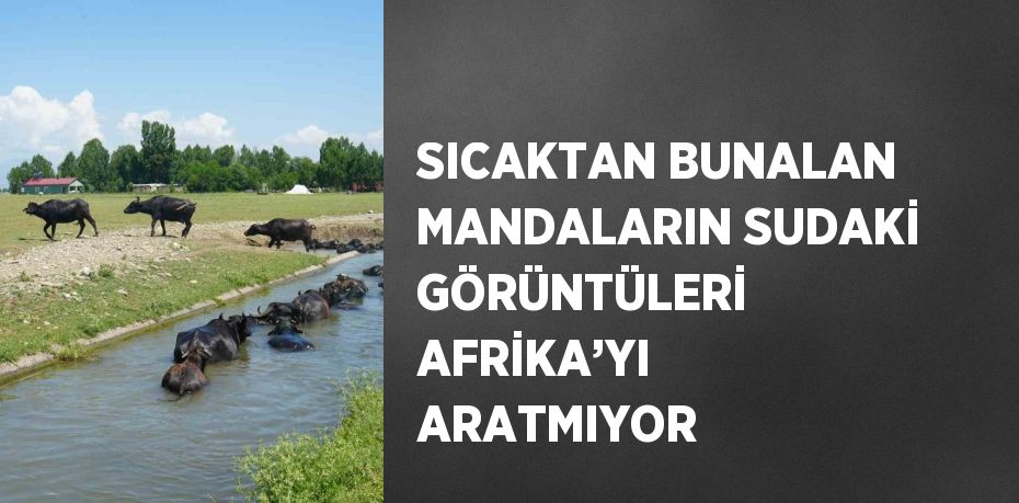 SICAKTAN BUNALAN MANDALARIN SUDAKİ GÖRÜNTÜLERİ AFRİKA’YI ARATMIYOR