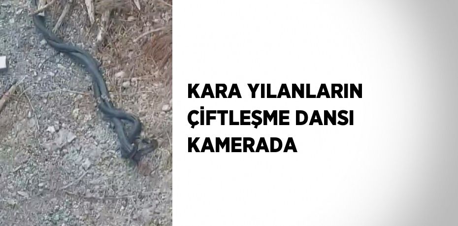 KARA YILANLARIN ÇİFTLEŞME DANSI KAMERADA