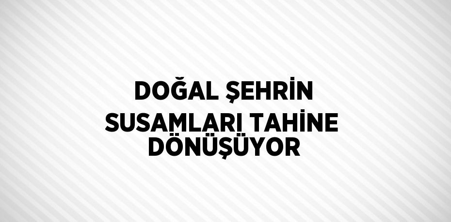 DOĞAL ŞEHRİN SUSAMLARI TAHİNE DÖNÜŞÜYOR