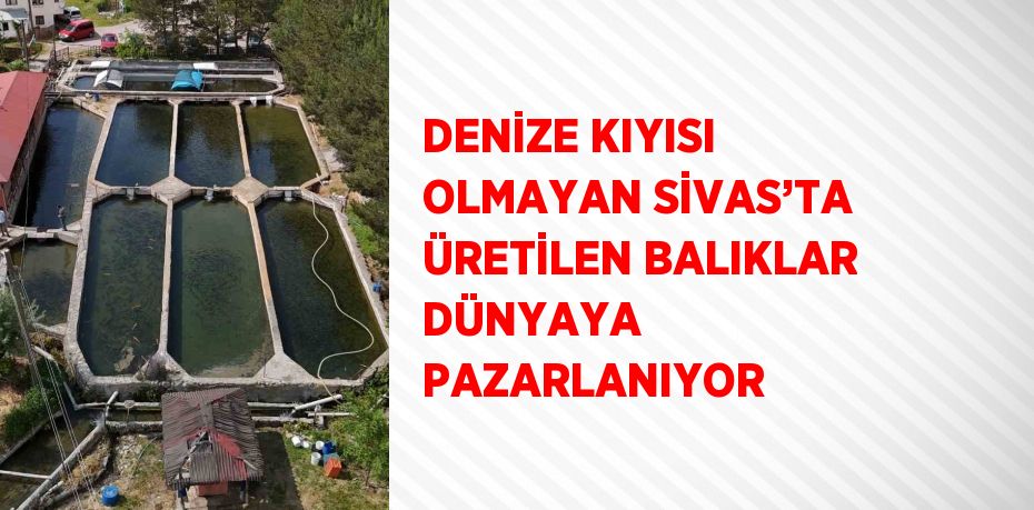 DENİZE KIYISI OLMAYAN SİVAS’TA ÜRETİLEN BALIKLAR DÜNYAYA PAZARLANIYOR