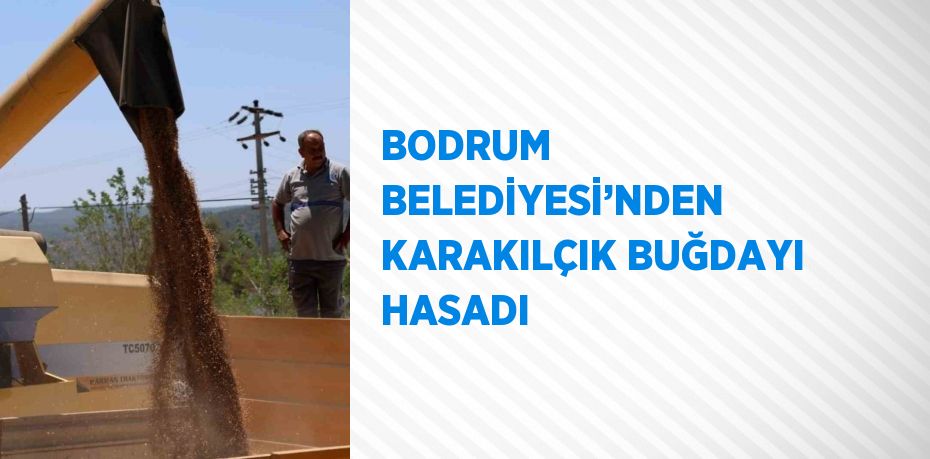 BODRUM BELEDİYESİ’NDEN KARAKILÇIK BUĞDAYI HASADI