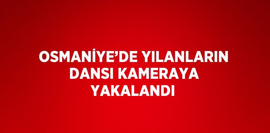 OSMANİYE’DE YILANLARIN DANSI KAMERAYA YAKALANDI