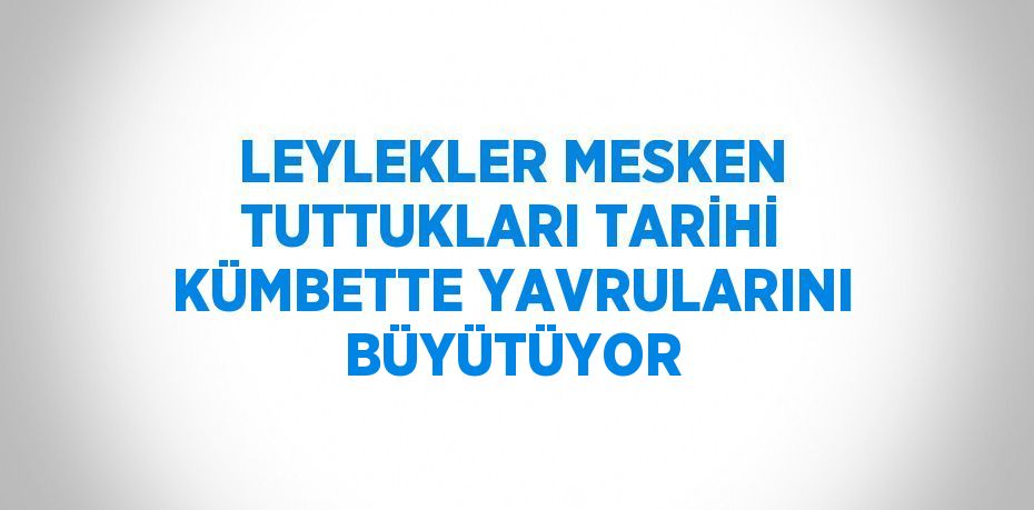 LEYLEKLER MESKEN TUTTUKLARI TARİHİ KÜMBETTE YAVRULARINI BÜYÜTÜYOR