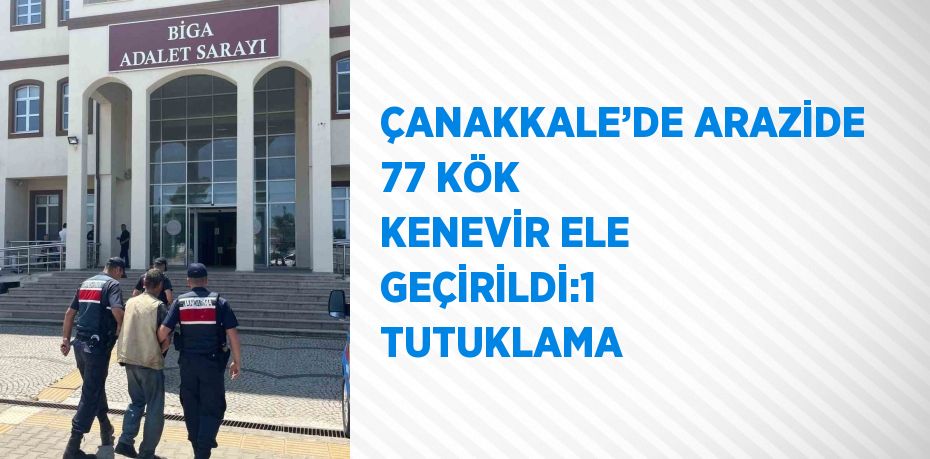 ÇANAKKALE’DE ARAZİDE 77 KÖK KENEVİR ELE GEÇİRİLDİ:1 TUTUKLAMA