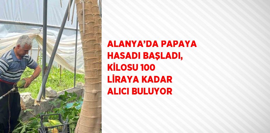 ALANYA’DA PAPAYA HASADI BAŞLADI, KİLOSU 100 LİRAYA KADAR ALICI BULUYOR