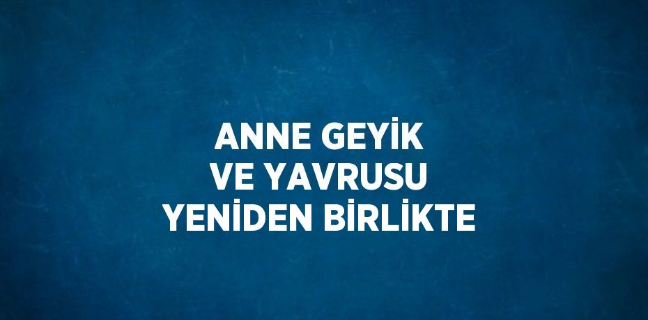 ANNE GEYİK VE YAVRUSU YENİDEN BİRLİKTE