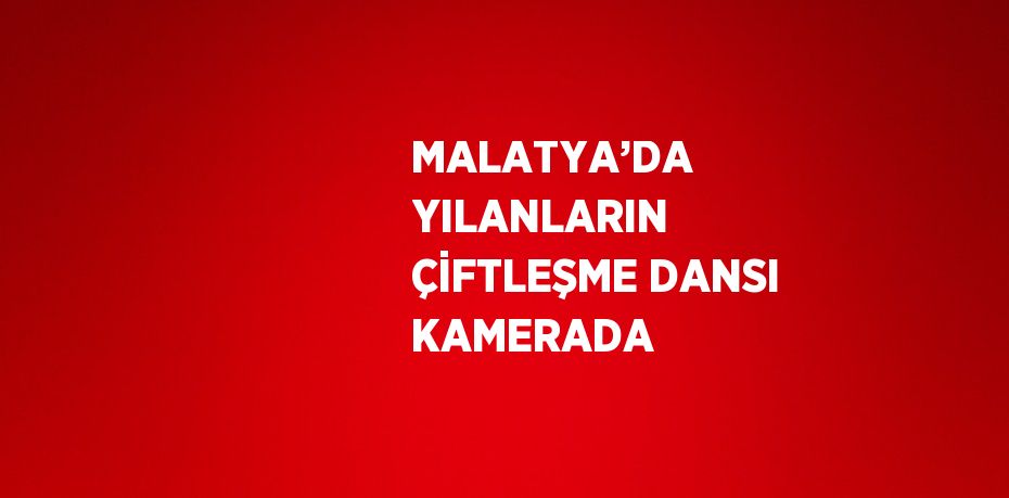 MALATYA’DA YILANLARIN ÇİFTLEŞME DANSI KAMERADA