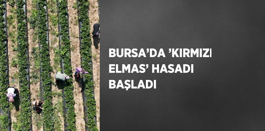 BURSA’DA ’KIRMIZI ELMAS’ HASADI BAŞLADI