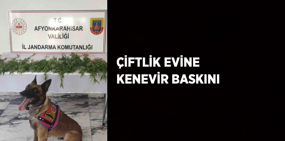 ÇİFTLİK EVİNE KENEVİR BASKINI