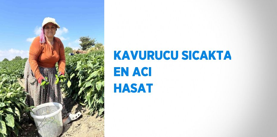 KAVURUCU SICAKTA EN ACI HASAT