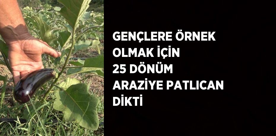 GENÇLERE ÖRNEK OLMAK İÇİN 25 DÖNÜM ARAZİYE PATLICAN DİKTİ