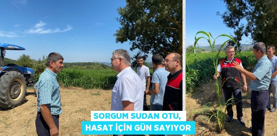 SORGUM SUDAN OTU, HASAT İÇİN GÜN SAYIYOR