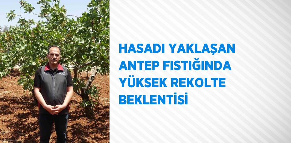 HASADI YAKLAŞAN ANTEP FISTIĞINDA YÜKSEK REKOLTE BEKLENTİSİ