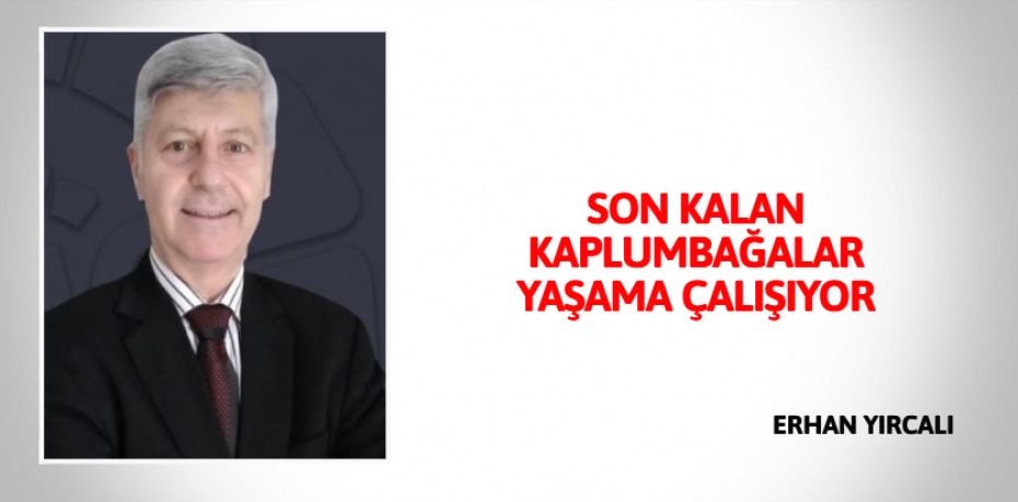 SON KALAN KAPLUMBAĞALAR YAŞAMA ÇALIŞIYOR