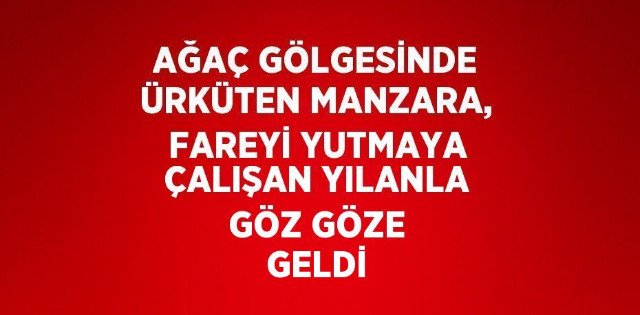 AĞAÇ GÖLGESİNDE ÜRKÜTEN MANZARA, FAREYİ YUTMAYA ÇALIŞAN YILANLA GÖZ GÖZE GELDİ