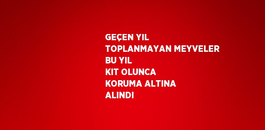 GEÇEN YIL TOPLANMAYAN MEYVELER BU YIL KIT OLUNCA KORUMA ALTINA ALINDI