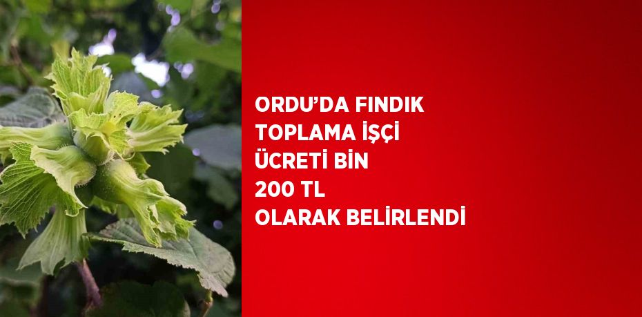 ORDU’DA FINDIK TOPLAMA İŞÇİ ÜCRETİ BİN 200 TL OLARAK BELİRLENDİ