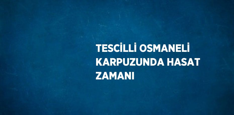 TESCİLLİ OSMANELİ KARPUZUNDA HASAT ZAMANI