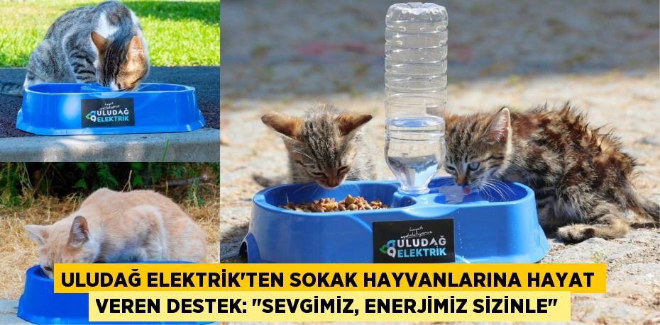 Uludağ Elektrik'ten Sokak Hayvanlarına Hayat Veren Destek: "Sevgimiz, Enerjimiz Sizinle"