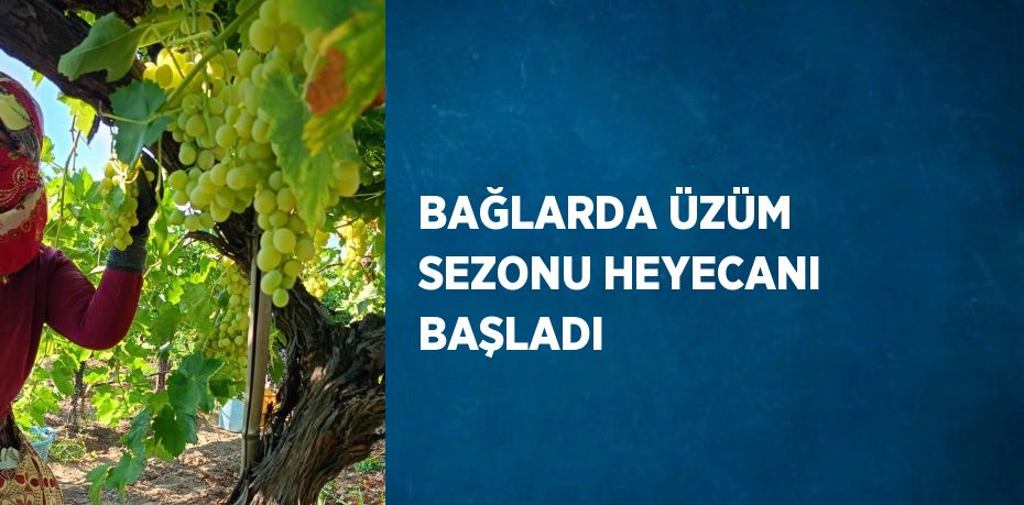 BAĞLARDA ÜZÜM SEZONU HEYECANI BAŞLADI
