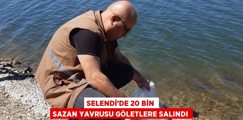 SELENDİ’DE 20 BİN SAZAN YAVRUSU GÖLETLERE SALINDI