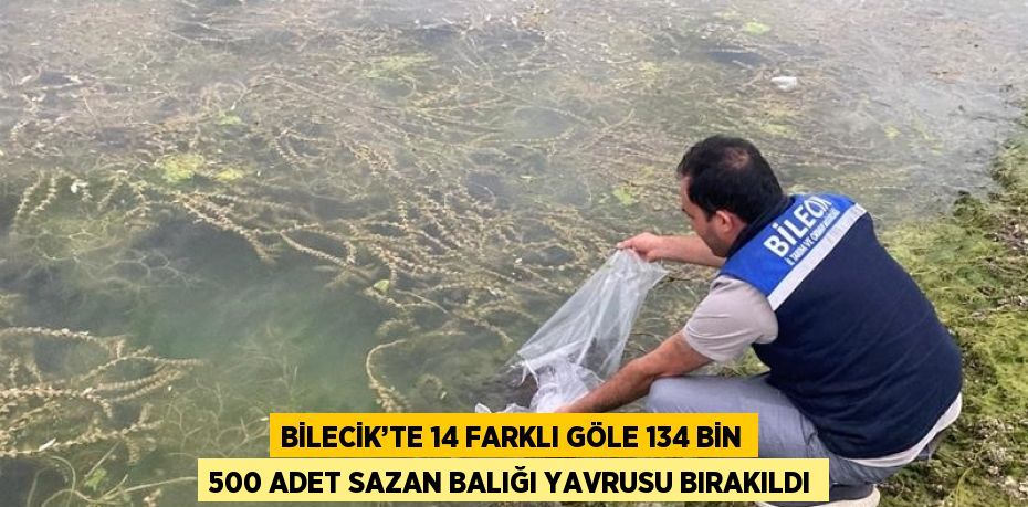 BİLECİK’TE 14 FARKLI GÖLE 134 BİN 500 ADET SAZAN BALIĞI YAVRUSU BIRAKILDI