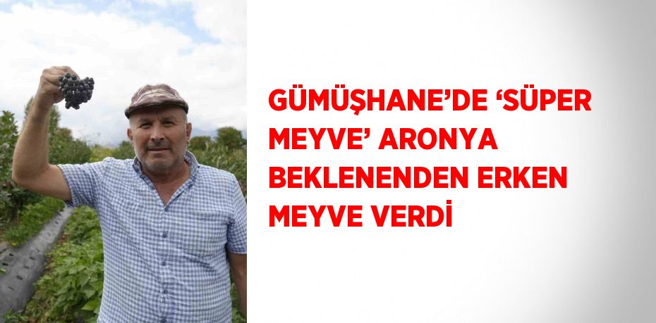 GÜMÜŞHANE’DE ‘SÜPER MEYVE’ ARONYA BEKLENENDEN ERKEN MEYVE VERDİ